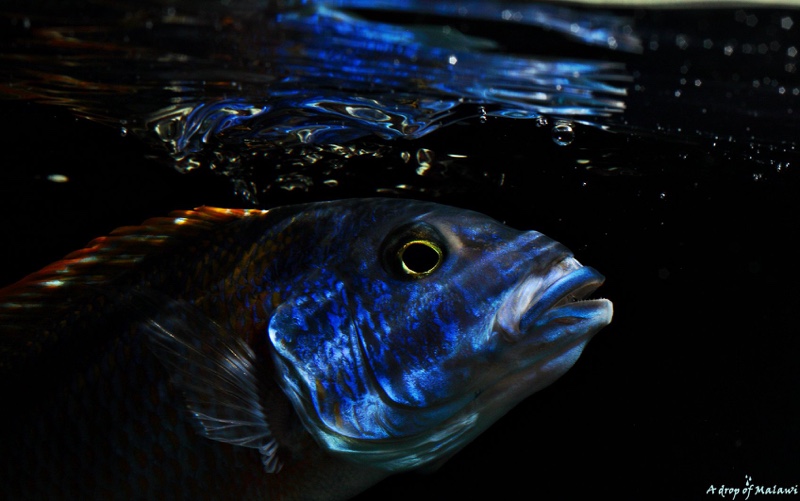 Buccochromis rhoadesii